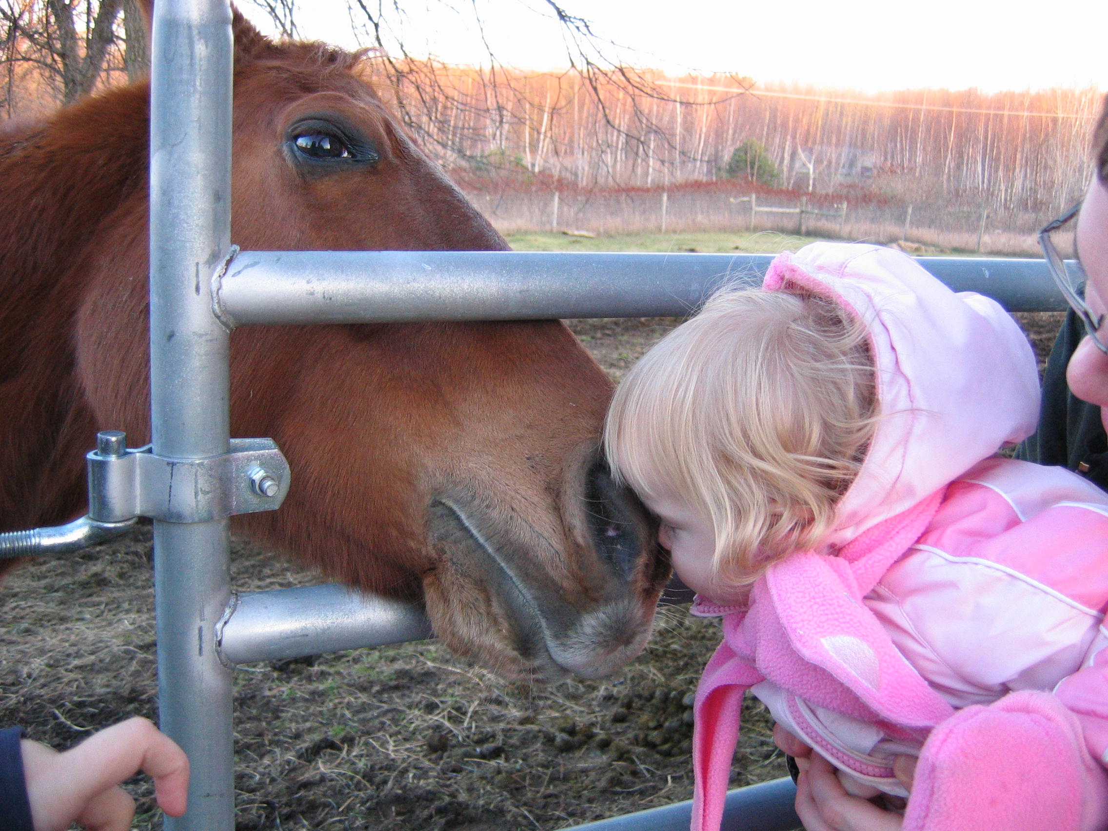 horse kiss!