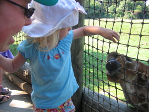 giraffe-1.jpg