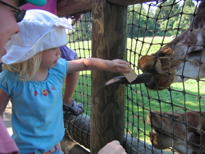 giraffe-2.jpg